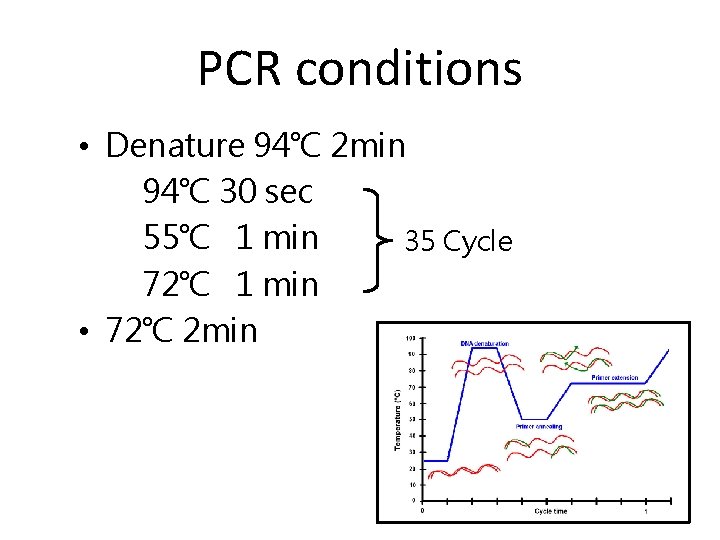 PCR conditions • Denature 94℃ 2 min 94℃ 30 sec 55℃ 1 min 35