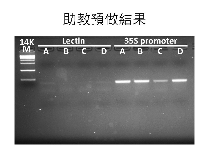 助教預做結果 14 K M A Lectin B C D 35 S promoter A B