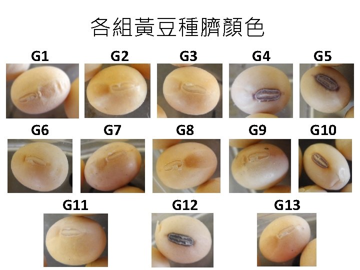 各組黃豆種臍顏色 G 1 G 2 G 6 G 7 G 11 G 3 G