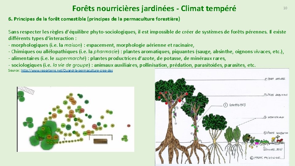 Forêts nourricières jardinées - Climat tempéré 10 6. Principes de la forêt comestible (principes