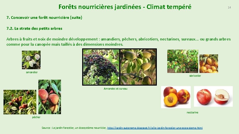 Forêts nourricières jardinées - Climat tempéré 14 7. Concevoir une forêt nourricière (suite) 7.