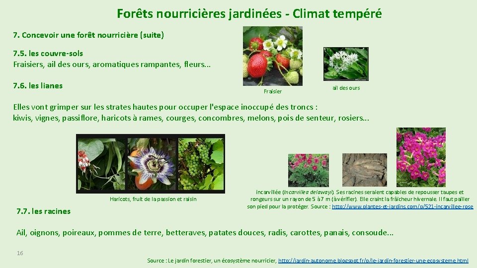 Forêts nourricières jardinées - Climat tempéré 7. Concevoir une forêt nourricière (suite) 7. 5. Forêts nourricières jardinées - Climat tempéré 7. Concevoir une forêt nourricière (suite) 7. 5.