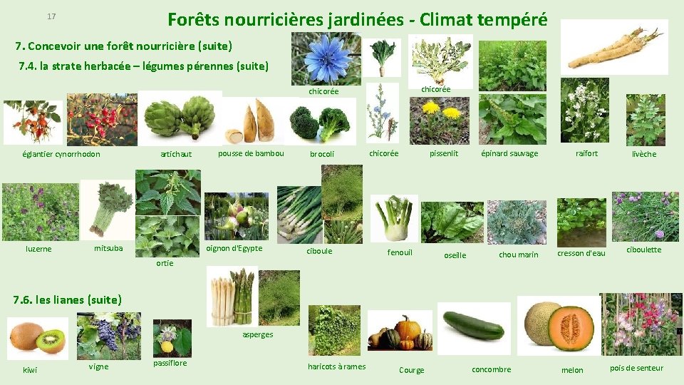 Forêts nourricières jardinées - Climat tempéré 17 7. Concevoir une forêt nourricière (suite) 7.