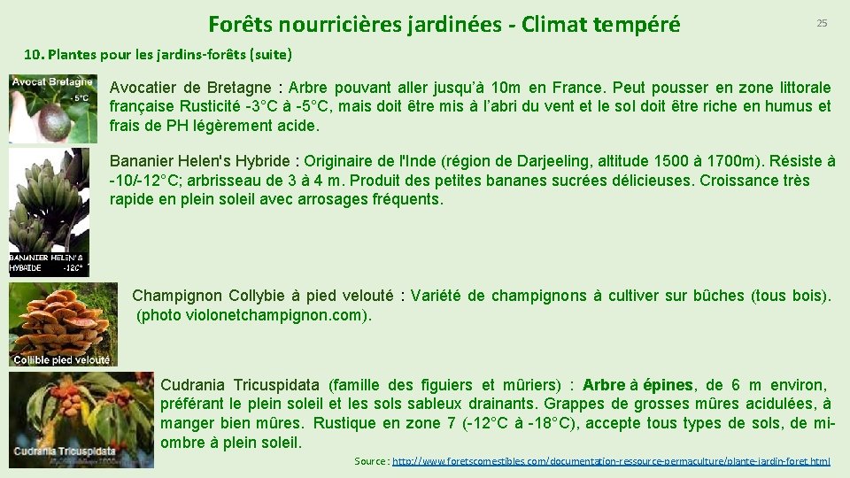 Forêts nourricières jardinées - Climat tempéré 25 10. Plantes pour les jardins-forêts (suite) Avocatier