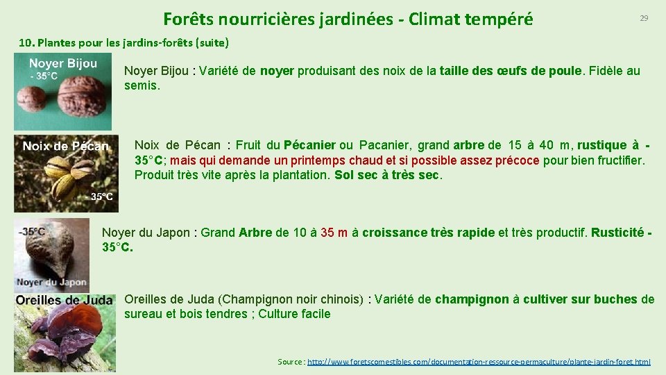 Forêts nourricières jardinées - Climat tempéré 29 10. Plantes pour les jardins-forêts (suite) Noyer