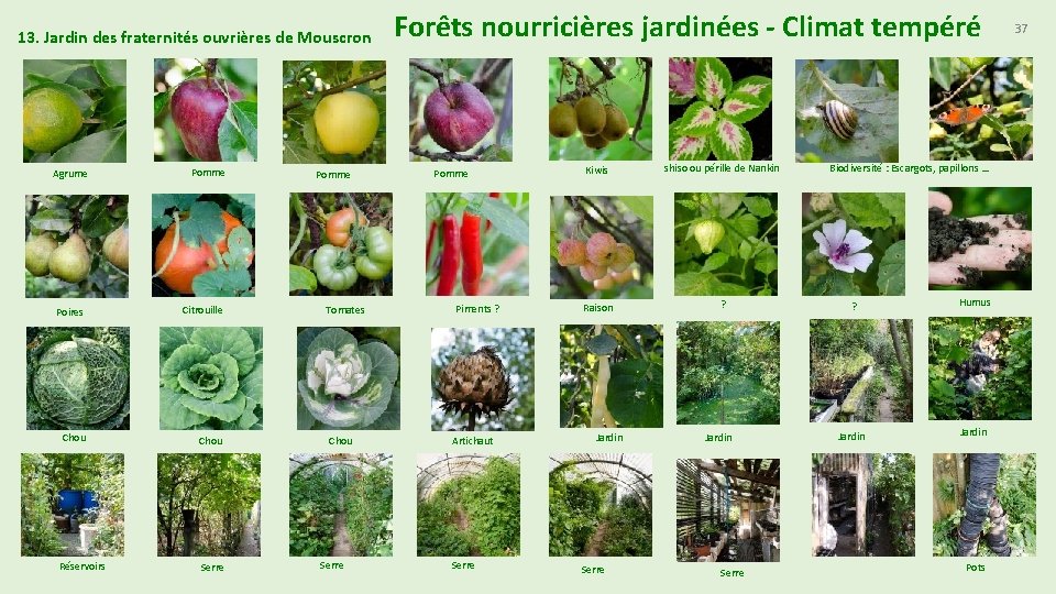 13. Jardin des fraternités ouvrières de Mouscron Agrume Pomme Poires Citrouille Chou Réservoirs Serre