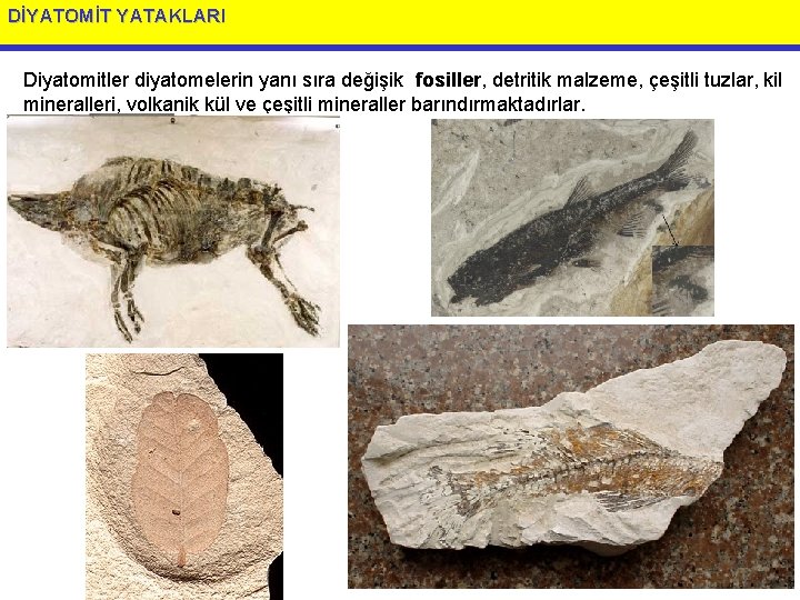 DİYATOMİT YATAKLARI Diyatomitler diyatomelerin yanı sıra değişik fosiller, detritik malzeme, çeşitli tuzlar, kil mineralleri,