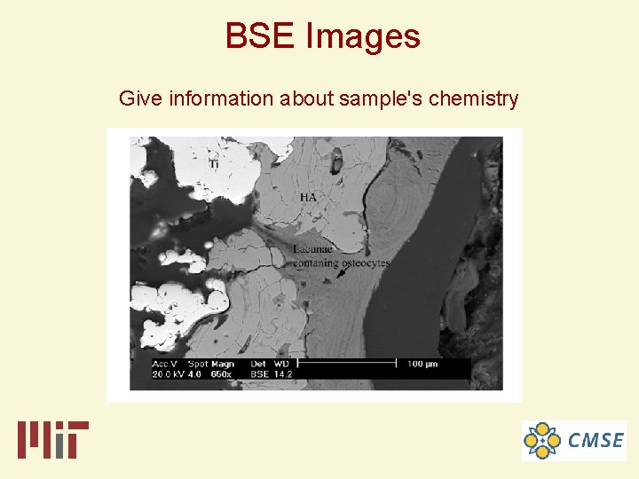 BSE Images Give information about sample's chemistry 