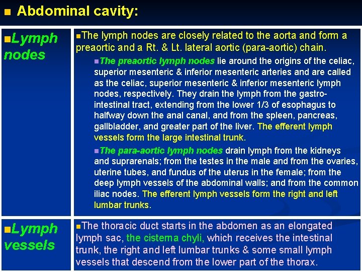 n Abdominal cavity: n. Lymph nodes n. Lymph vessels n. The lymph nodes are
