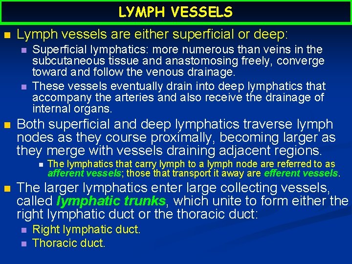 LYMPH VESSELS n Lymph vessels are either superficial or deep: n n n Superficial