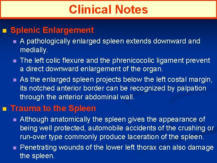 Clinical Notes n Splenic Enlargement n n A pathologically enlarged spleen extends downward and