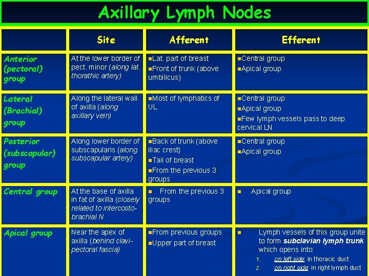 Axillary Lymph Nodes Site Afferent Efferent Anterior (pectoral) group At the lower border of