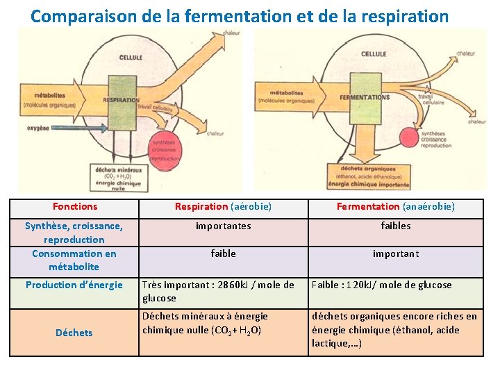  Comparaison de la fermentation et de la respiration Fonctions Respiration (aérobie) Fermentation (anaérobie)