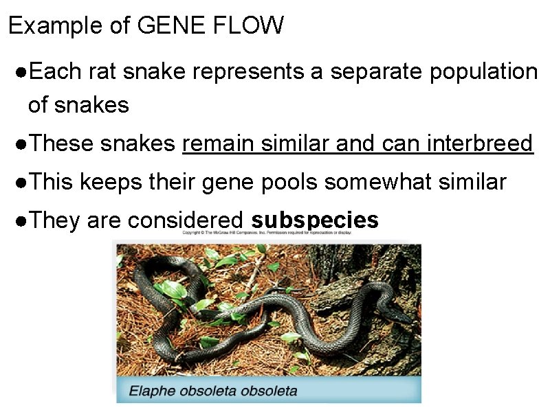 Example of GENE FLOW ●Each rat snake represents a separate population of snakes ●These
