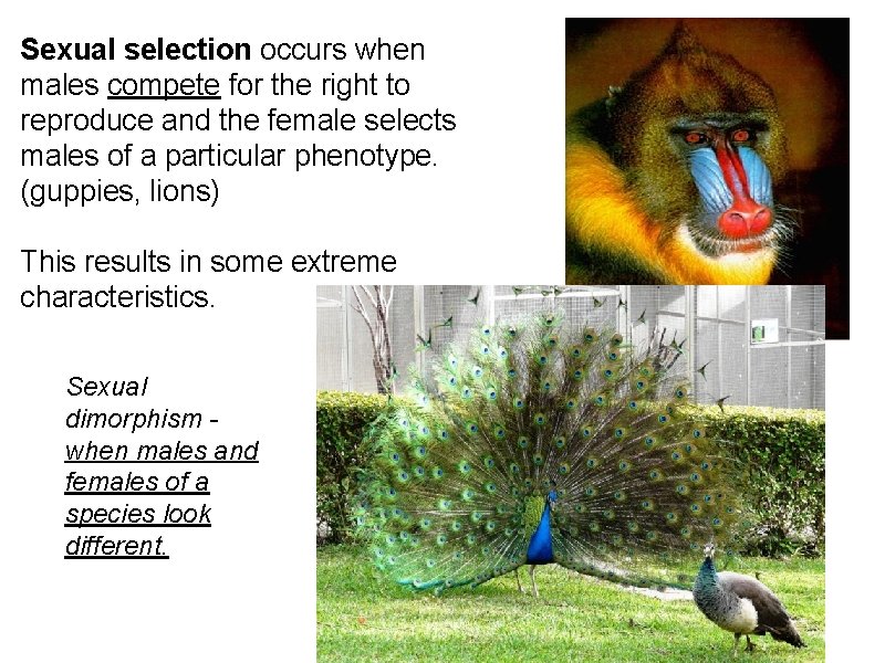 Sexual selection occurs when males compete for the right to reproduce and the female