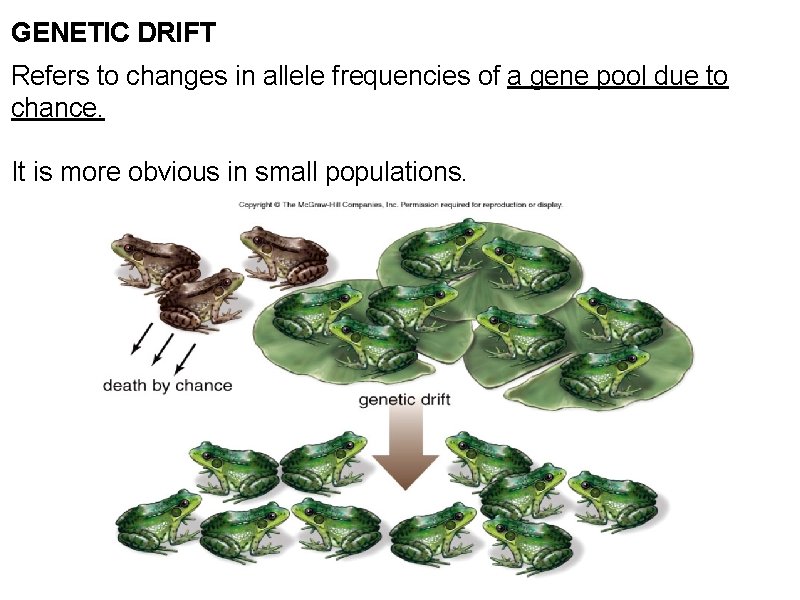 GENETIC DRIFT Refers to changes in allele frequencies of a gene pool due to