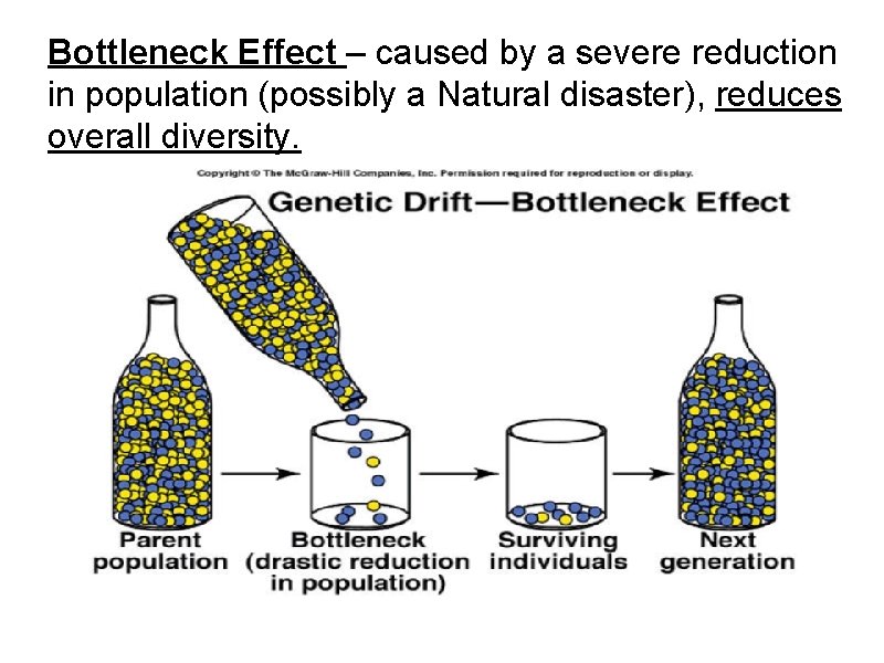 Bottleneck Effect – caused by a severe reduction in population (possibly a Natural disaster),