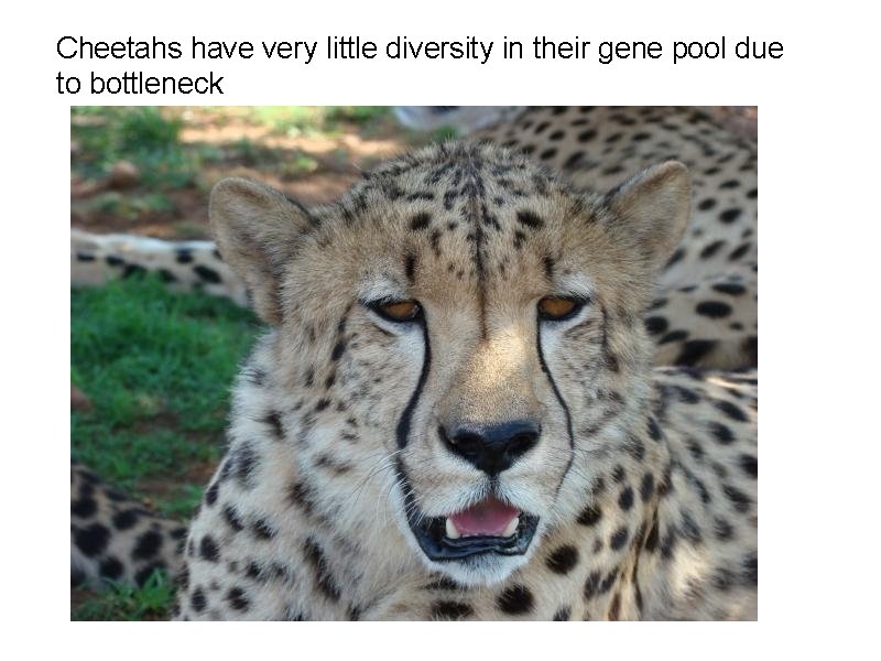 Cheetahs have very little diversity in their gene pool due to bottleneck 