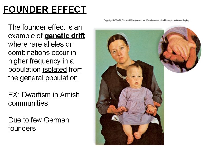 FOUNDER EFFECT The founder effect is an example of genetic drift where rare alleles