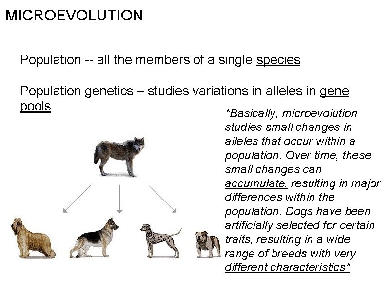 MICROEVOLUTION Population -- all the members of a single species Population genetics – studies