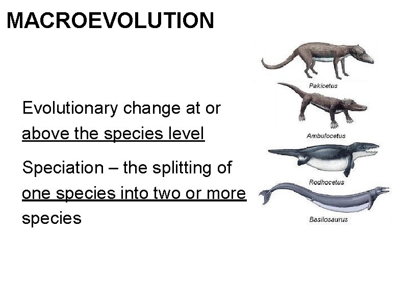 MACROEVOLUTION Evolutionary change at or above the species level Speciation – the splitting of