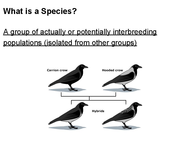 What is a Species? A group of actually or potentially interbreeding populations (isolated from