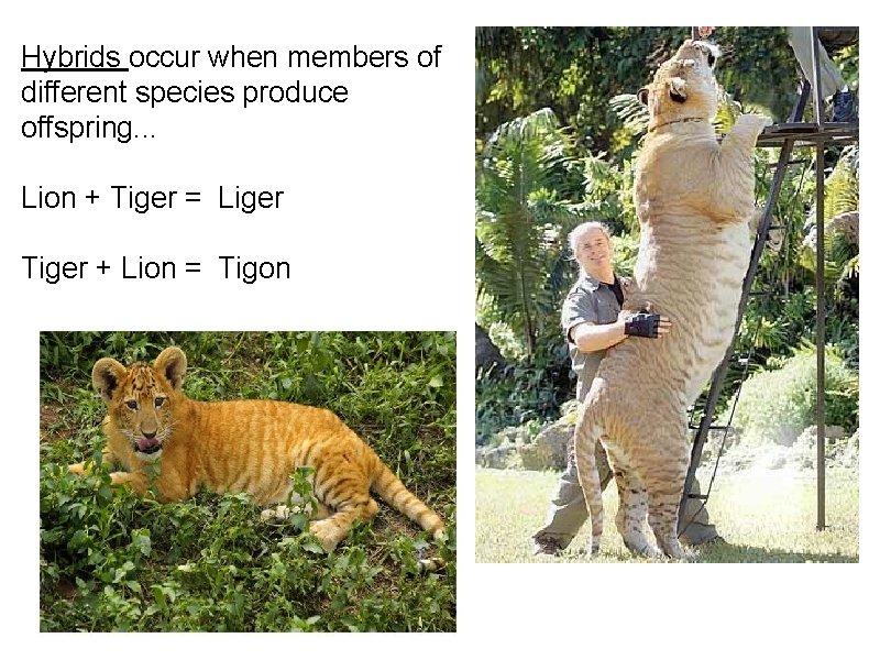 Hybrids occur when members of different species produce offspring. . . Lion + Tiger