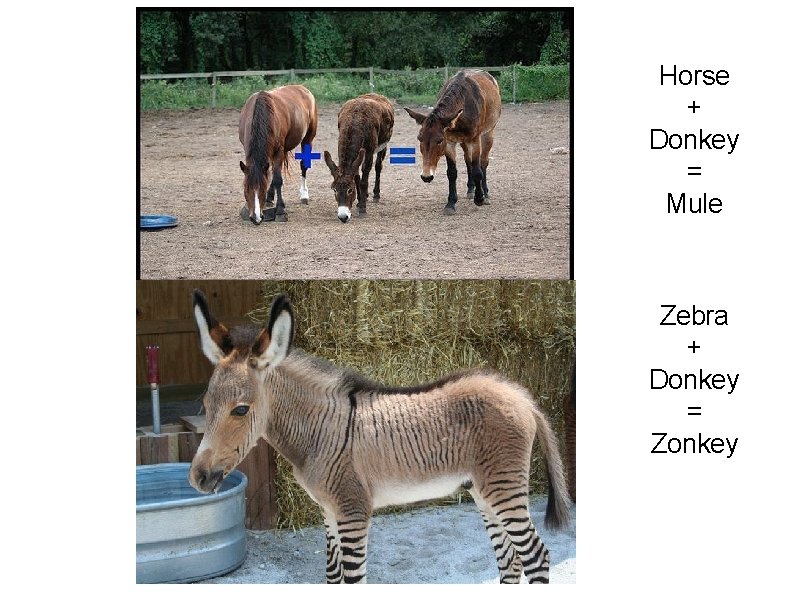 Horse + Donkey = Mule Zebra + Donkey = Zonkey 