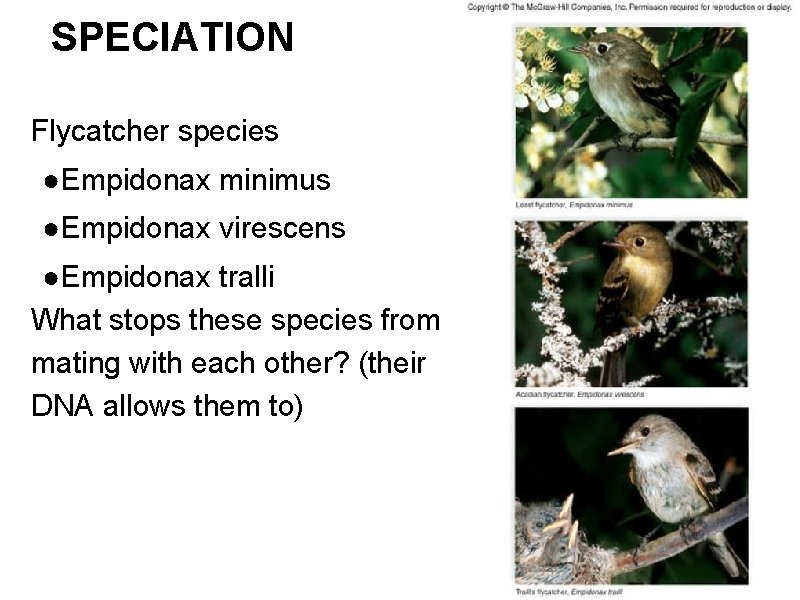 SPECIATION Flycatcher species ●Empidonax minimus ●Empidonax virescens ●Empidonax tralli What stops these species from