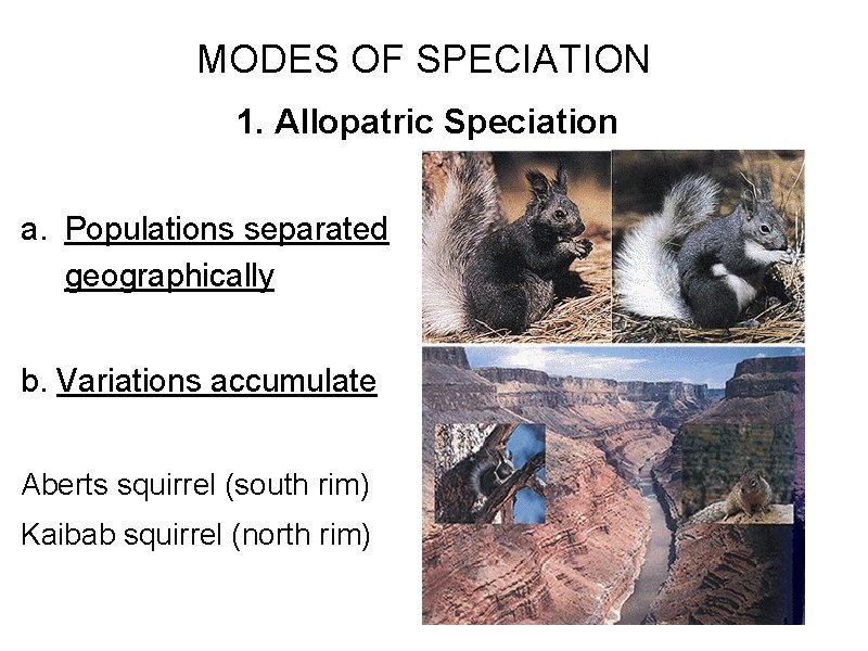 MODES OF SPECIATION 1. Allopatric Speciation a. Populations separated geographically b. Variations accumulate Aberts