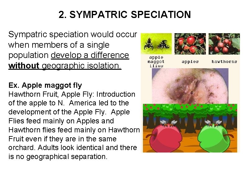 2. SYMPATRIC SPECIATION Sympatric speciation would occur when members of a single population develop