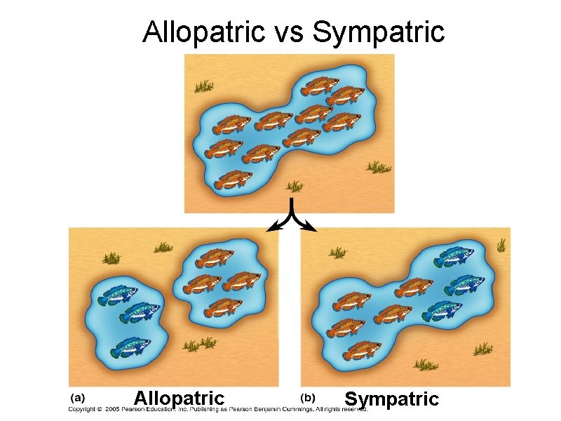 Allopatric vs Sympatric Allopatric Sympatric 
