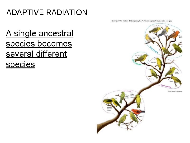 ADAPTIVE RADIATION A single ancestral species becomes several different species 