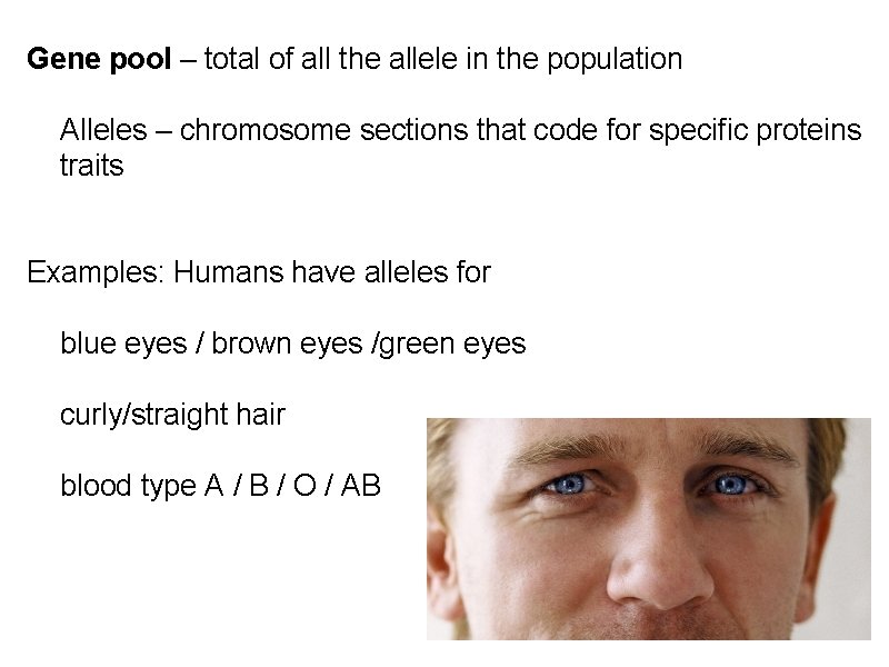 Gene pool – total of all the allele in the population Alleles – chromosome