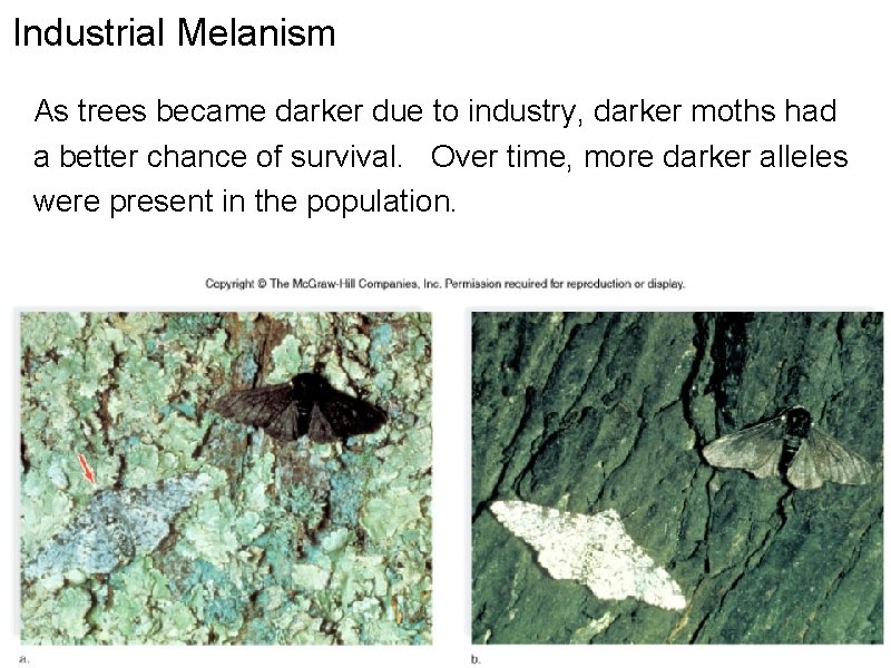 Industrial Melanism As trees became darker due to industry, darker moths had a better