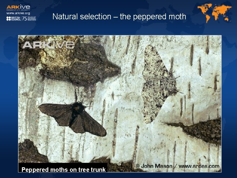 Natural selection – the peppered moth Peppered moths on tree trunk 