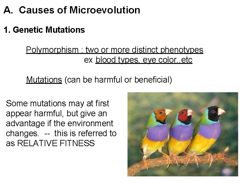 A. Causes of Microevolution 1. Genetic Mutations Polymorphism : two or more distinct phenotypes