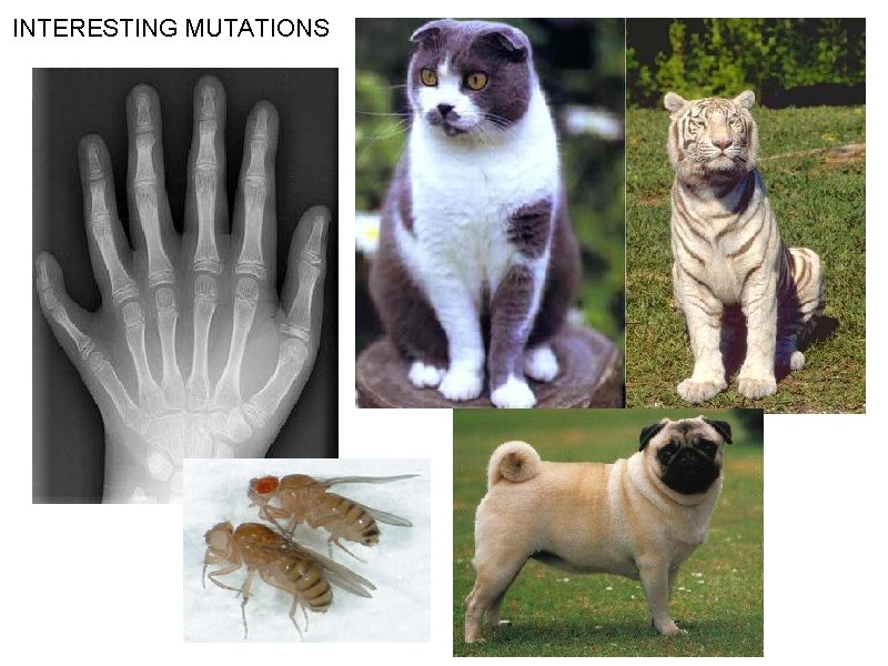 INTERESTING MUTATIONS 