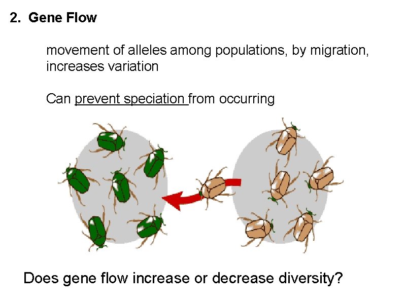 2. Gene Flow movement of alleles among populations, by migration, increases variation Can prevent