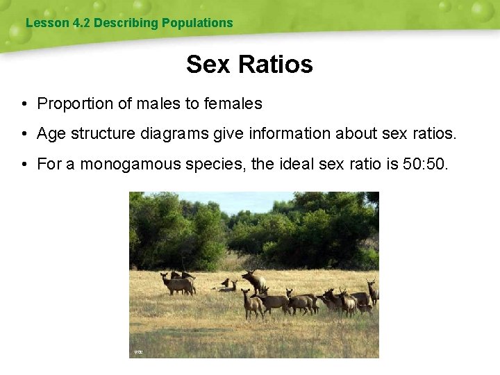Lesson 4. 2 Describing Populations Sex Ratios • Proportion of males to females •
