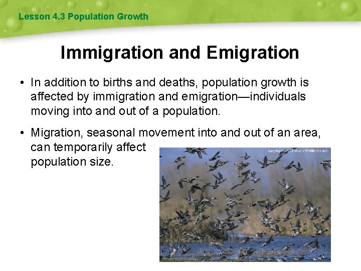 Lesson 4. 3 Population Growth Immigration and Emigration • In addition to births and