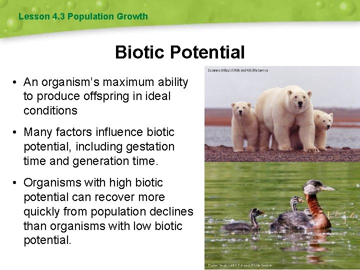 Lesson 4. 3 Population Growth Biotic Potential • An organism’s maximum ability to produce