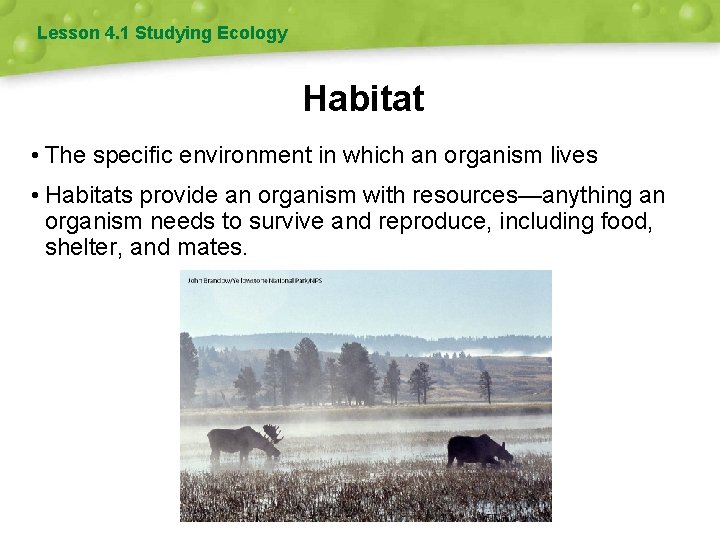 Lesson 4. 1 Studying Ecology Habitat • The specific environment in which an organism