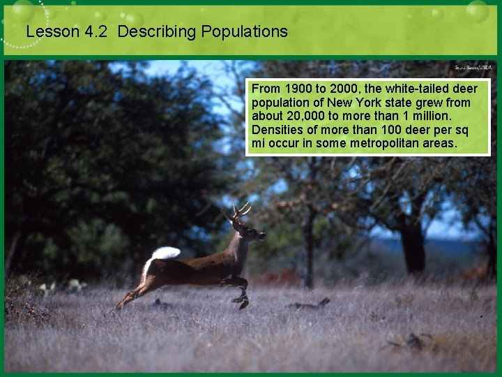 Lesson 4. 2 Describing Populations From 1900 to 2000, the white-tailed deer population of