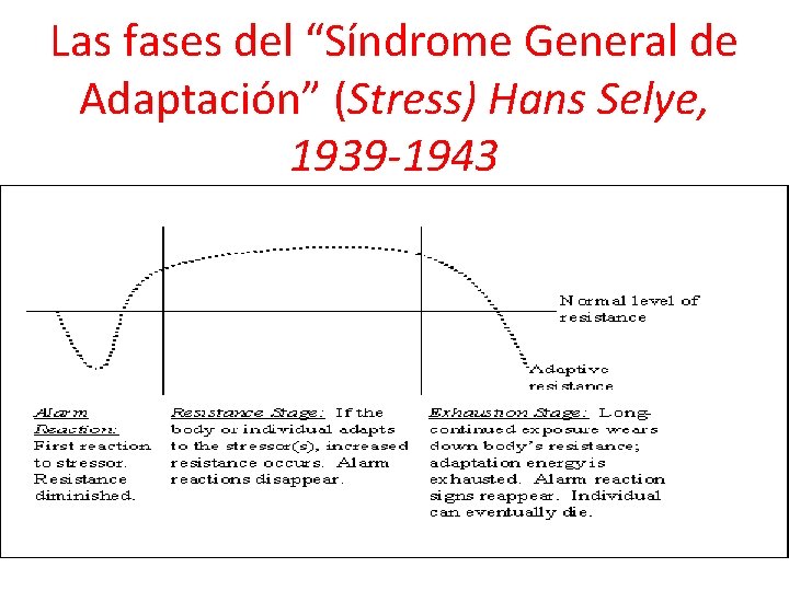 Las fases del “Síndrome General de Adaptación” (Stress) Hans Selye, 1939 -1943 