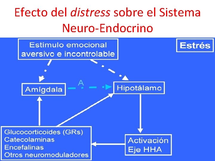 Efecto del distress sobre el Sistema Neuro-Endocrino 