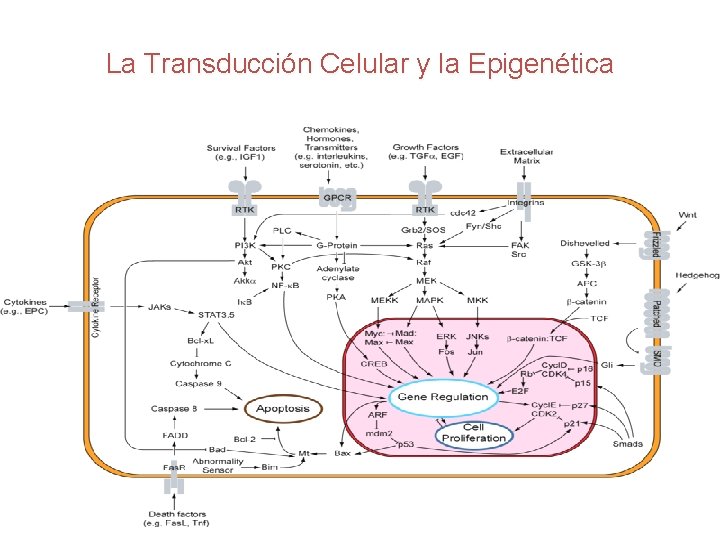 La Transducción Celular y la Epigenética 