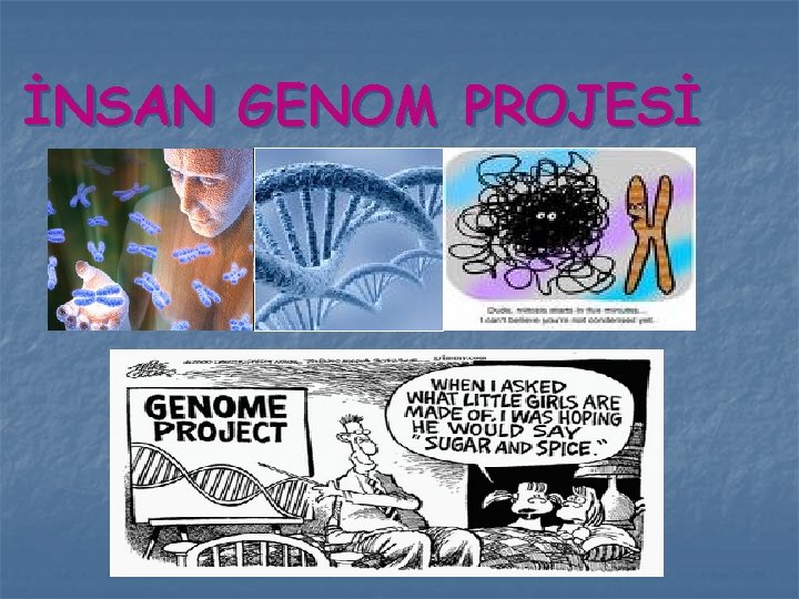 İNSAN GENOM PROJESİ 