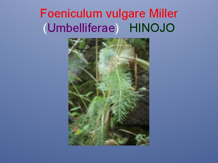 Foeniculum vulgare Miller (Umbelliferae) HINOJO 
