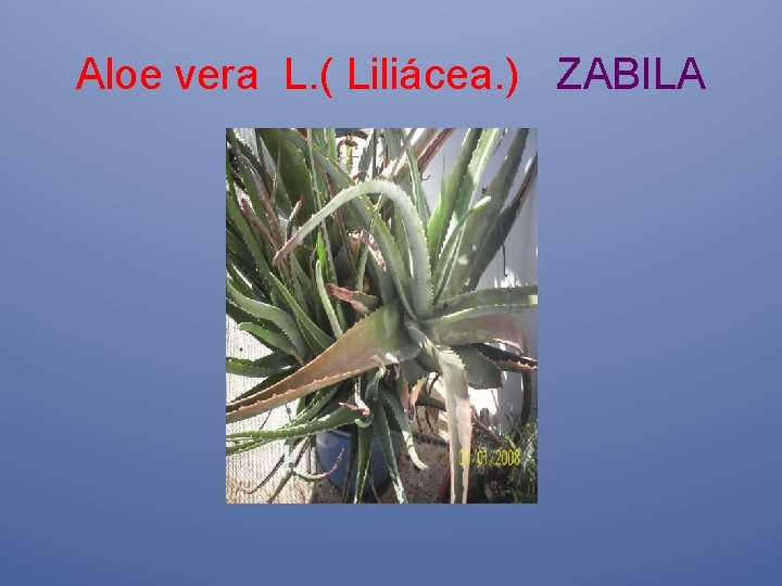 Aloe vera L. ( Liliácea. ) ZABILA 